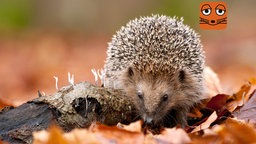 Igel in buntem Herbstlaub