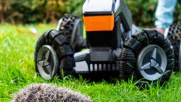 Ein Mähroboter fährt auf etwas zu, das aussieht wie ein Igel