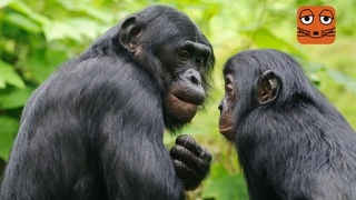 Zwei Schimpansen hocken eng beieinander