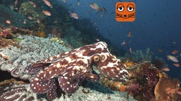 Themenbild MausZoom Oktopus