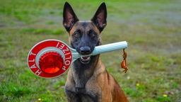 Polizeihund schnappt Einbrecher in Köln