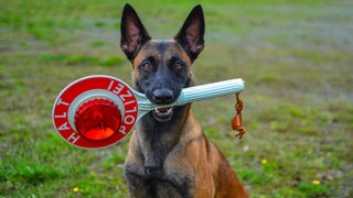 Ein Malinois, ein Belgischer Schäferhund, mit einer Polizeikelle im Maul