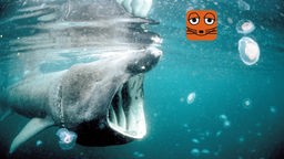 Riesenhai schwimmt mit offenem Maul vor einer Qualle