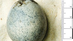 Archäologen haben ein Ei aus der Römerzeit entdeckt, das im Inneren noch flüssig ist