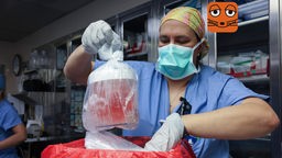 Eine Krankenschwester in OP-Kleidung nimmt eine Schweineniere in einem Plastikbeutel aus einer Kühlbox.