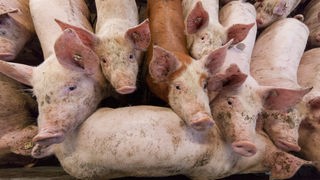 Tierquälerei in Schweinemastbetrieben entdeckt