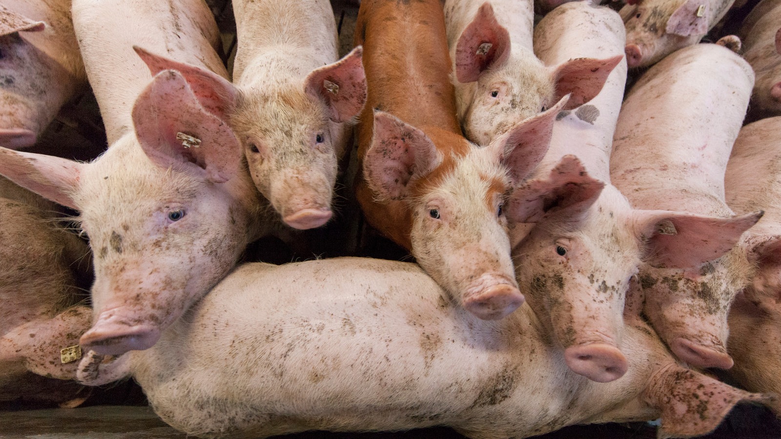 Tierquälerei In Schweinemastbetrieb Staatsanwaltschaft Kleve Ermittelt Rheinland 6038