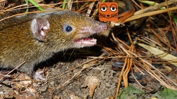 Vampir Ratten-Igel - Ma ca rong - Hymomys macarong