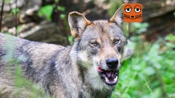 Ein Wolf leckt sich übers Maul.