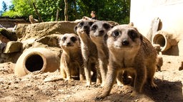 Erdmännchen-Familie im Zoo