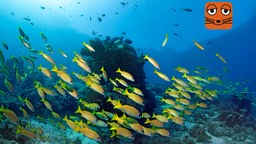 Ein Schwarm Blaustreifen-Schnapper schwimmt über Korallenriff