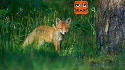 Fuchs schleicht durchs Gras und blickt in die Kamera