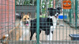 Zwei Hunde stehen in einem Zwinger im Tierheim
