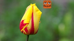 Geschlossene Blüte einer Tulpe