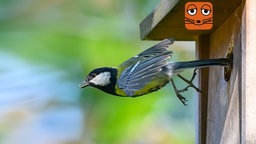 Meise verlässt ein Vogelhaus