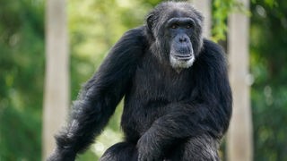 Ein Schimpanse schaut aus seinem Gehege im Zoo