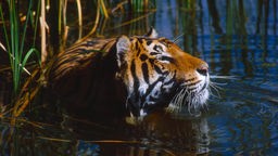 Ein bengalischer Tiger schwimmt - nur sein Kopf ist zu sehen