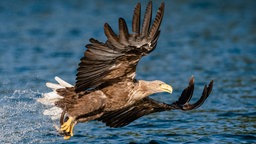 Seeadler