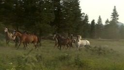 Eine Herde Pferde auf der Wiese