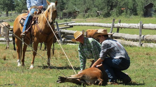 Cowboys und Tiere