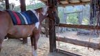 Die Ranch - Pferd mit Decke im Stall