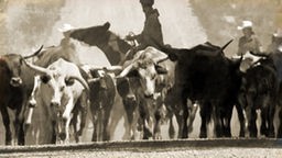 Ein auf historisch gemachtes bild einer Herde Rinder
