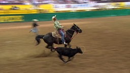 Rodeo: Ein Reiter fängt ein kalb mit einem Lasso