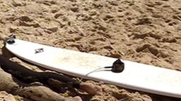 Das Surfcamp - Surfer befestigt Leash an seinem Knöchel