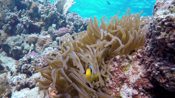 Eine besondere Tierfreundschaft Annemonenfisch