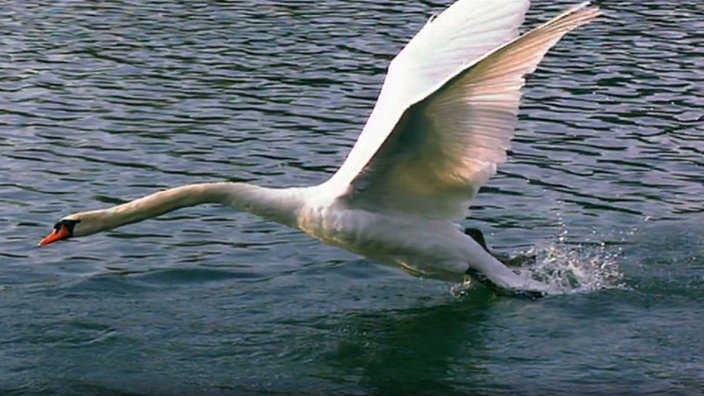 Ein Schwan fliegt über Wasser