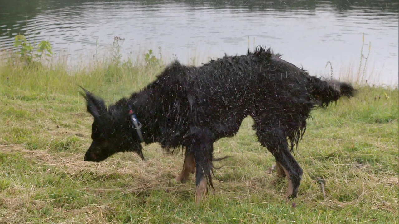 Ein nasser Hund schüttelt sich 