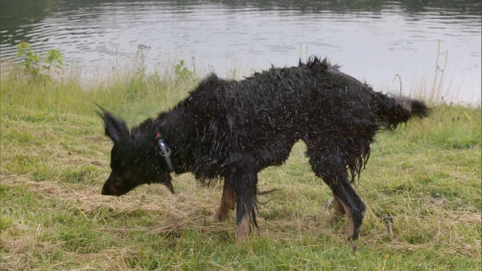 Ein nasser Hund schüttelt sich 