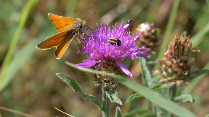 Ein Schmetterling und ein Käfer auf einer Blume