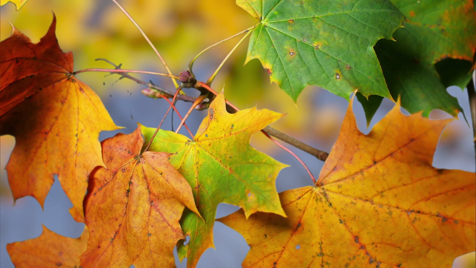 Blätter im Herbst