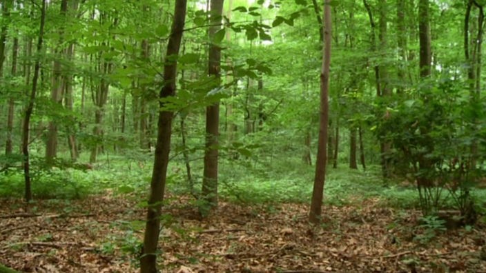 Ein grüner Wald mit Holz auf dem Boden