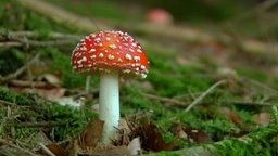 Im Wald steht ein weiß-roter Fliegenpilz.