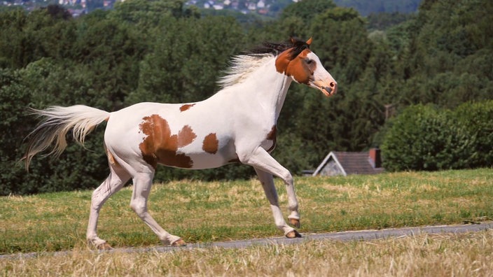 Wie läuft ein Pferd?