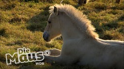 Ein weißes Pferd liegt auf einer Wiese, auf dem Bild steht Die Maus WDR