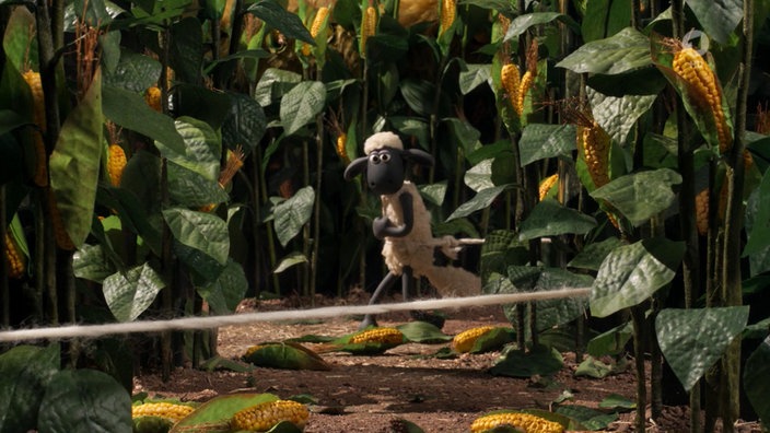 Shaun steht in einem Maisfeld