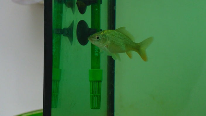 Ein Fisch in einem Aquarium, das grün beleuchtet ist