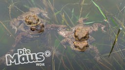 2 Krötenpaare im Wasser, wo die Weibchen die Männchen auf ihren Rücken tragen