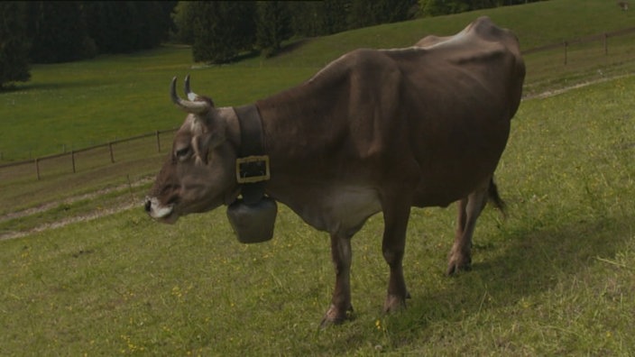 Eine Kuh auf einer Weide