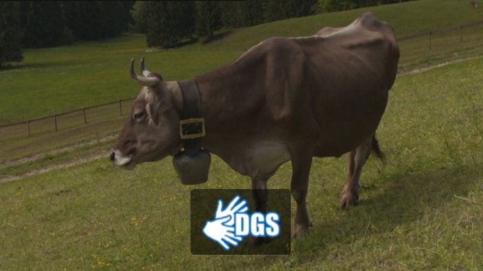 Eine Kuh auf einer Weide
