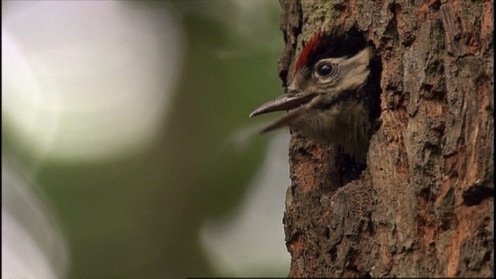 Vogel im Baum