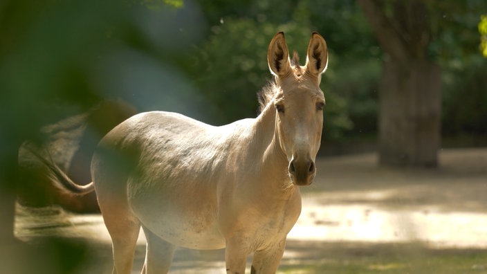 Ein afrikanischer Wildesel blickt in die Kamera