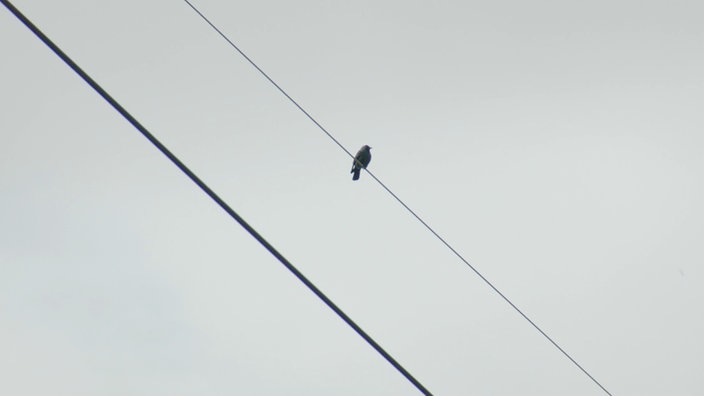 Ein Vogel sitzt auf dem Draht einer Oberleitung