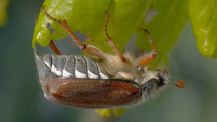 Ein Maikäfer krabbelt unter einem Blatt