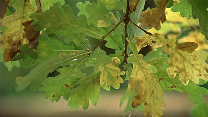 gelbe, grüne und braune Eichenblätter an einem Ast 