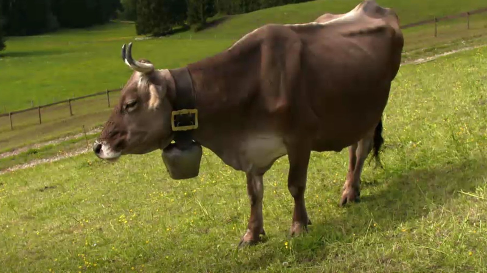 Kuh auf Wiese in den Bergen