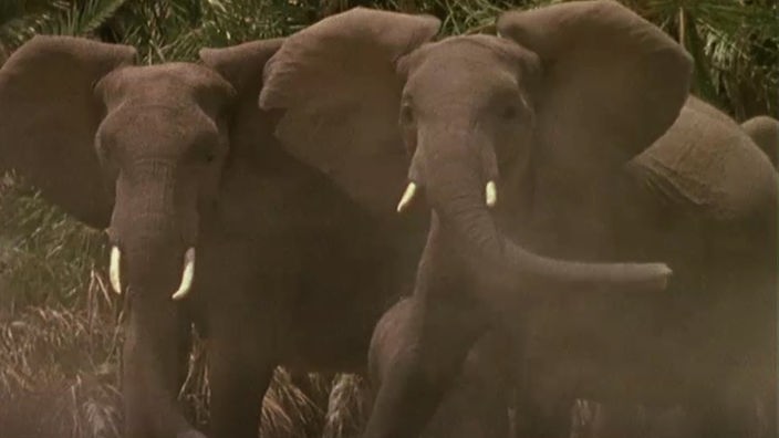 Zwei Elefanten mit aufgestellten Ohren.